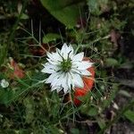 Nigella damascena Kvet