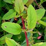 Lipandra polysperma Fuelha