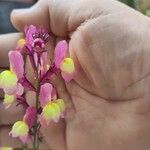 Linaria maroccana Цветок
