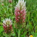 Trifolium incarnatum Flower