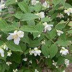 Philadelphus pubescens 形态