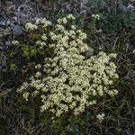 Saxifraga bronchialis 整株植物