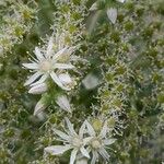 Aeonium percarneum Flower