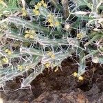 Euphorbia graciliramea Lorea