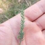 Asparagus officinalisLeaf