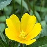 Ludwigia grandiflora Flower