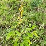 Crotalaria pallida Λουλούδι