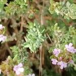 Thymus vulgaris Leaf