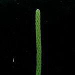 Peperomia heyneana Fruto