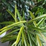 Ficus binnendykii List