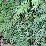 Selaginella helvetica ഇല