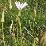 Podospermum purpureum Floare