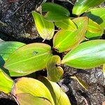 Potamogeton polygonifolius Likasa