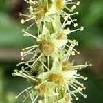 Terminalia mantaly Flower