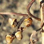 Cuscuta monogyna Fruto