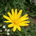 Scorzonera aristata Flower