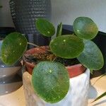 Peperomia polybotrya Blatt