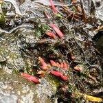 Salicornia rubra Blad