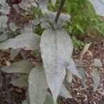 Helianthus mollis Fulla