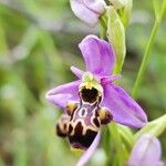 Ophrys scolopax Blomst