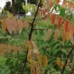 Manotes expansa Leaf