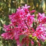 Fuchsia arborescens Λουλούδι