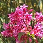 Fuchsia arborescens फूल