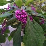 Callicarpa americana Φρούτο