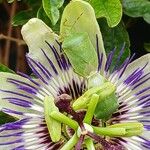 Passiflora caerulea Цвят