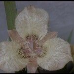 Calochortus coeruleus മറ്റ്