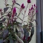 Celosia argentea Çiçek