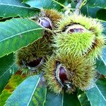 Castanea sativa Fruit