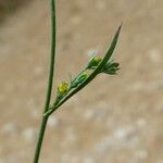 Bupleurum tenuissimum Schors