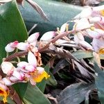 Alpinia zerumbet Flower