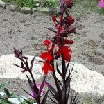 Lobelia cardinalisFlor