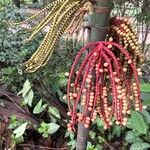 Areca triandra Fruit