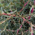 Salsola soda Hoja