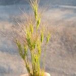 Aegilops geniculata Flower