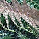Blechnum brasiliense Leaf