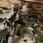 Heuchera sanguineaFolla