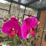 Phalaenopsis × singulifloraКветка