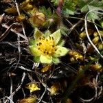 Potentilla pusilla Fiore