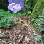 Campanula persicifoliaKvět