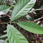 Coelocaryon preussii Hoja