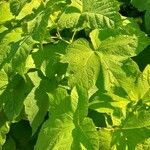 Rubus parviflorus Fuelha