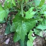 Sonchus oleraceusBlad