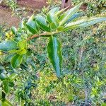 Azara lanceolata Blatt