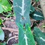 Syngonium wendlandii Leaf