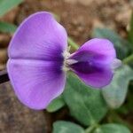 Vigna frutescens Blüte