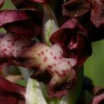 Anacamptis coriophora Flor
